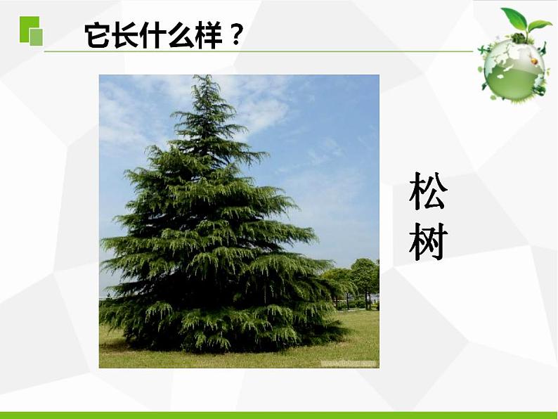 苏教版三年级下册科学5.不同环境里的植物（课件+教案+素材+实验记录单08