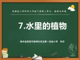 苏教版三年级下册科学7.水里的植物（）课件+教案+素材+实验记录单