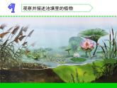 苏教版三年级下册科学7.水里的植物（）课件+教案+素材+实验记录单