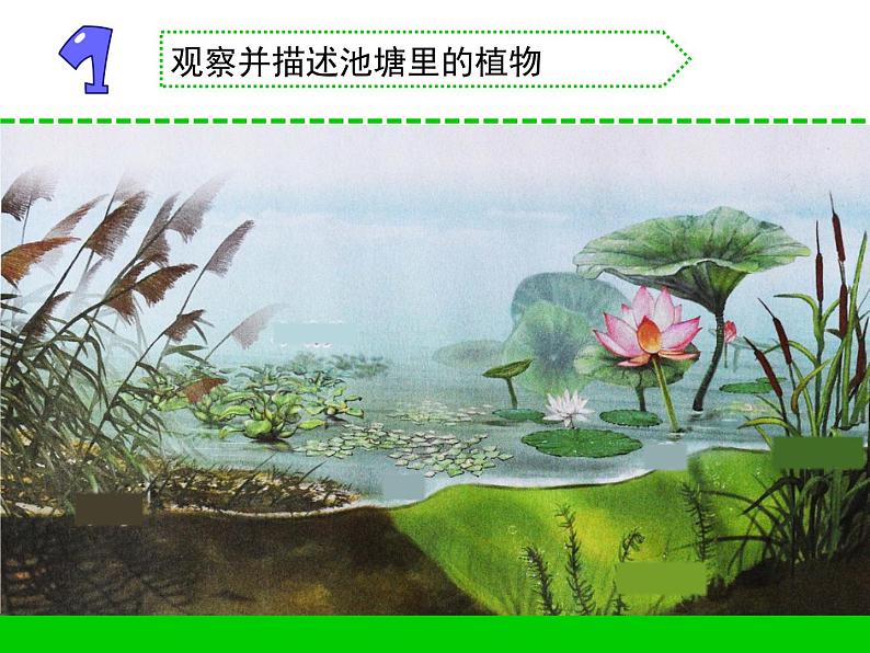 7.水里的植物（贵州  朱莎）第2页