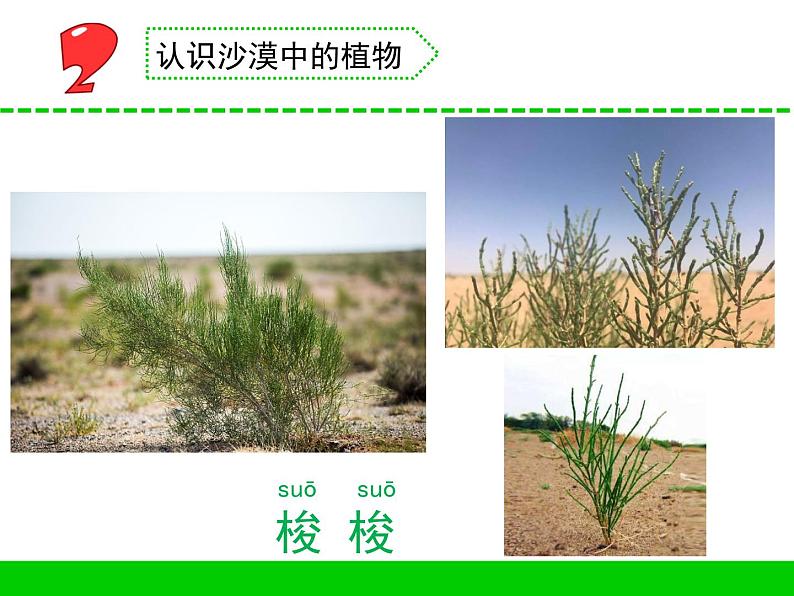 苏教版三年级下册科学6.沙漠中的植物）课件+教案+素材+实验记录单06