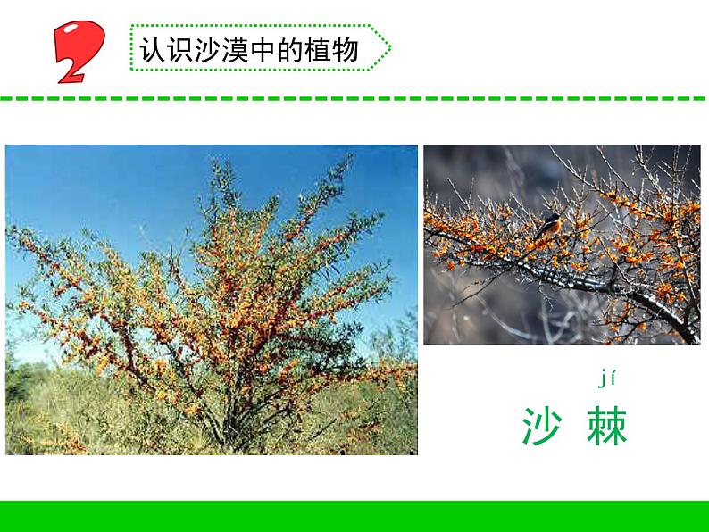 苏教版三年级下册科学6.沙漠中的植物）课件+教案+素材+实验记录单07