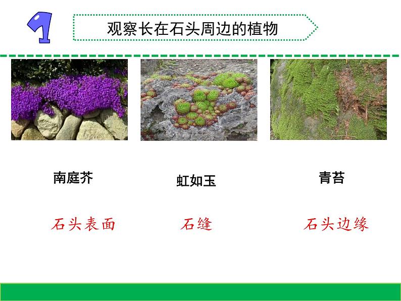 8.石头上的植物（山东  程艳丽）第2页