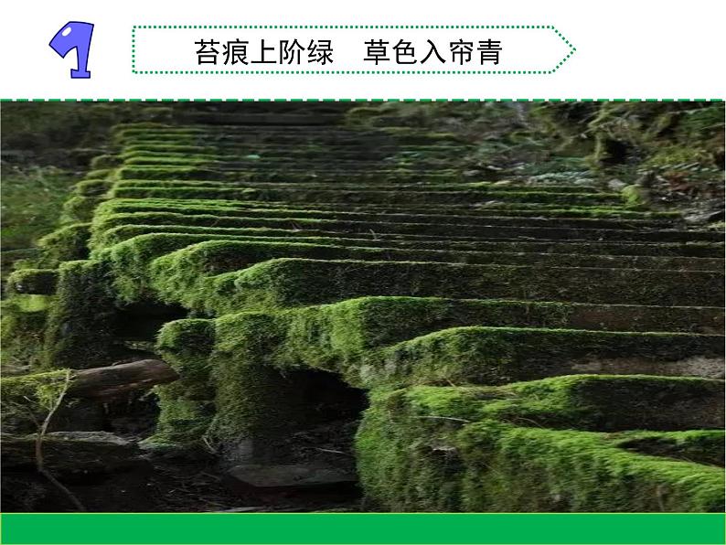 8.石头上的植物（山东  程艳丽）第3页