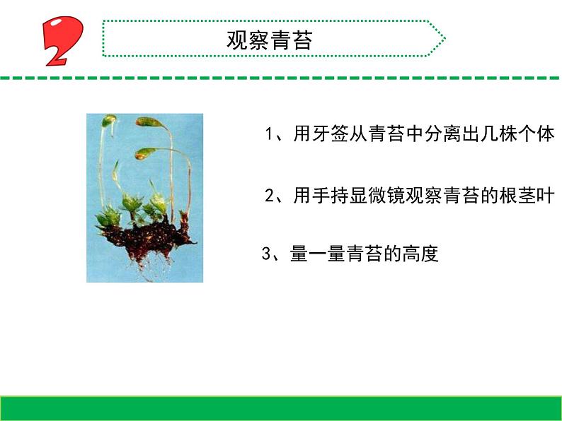 8.石头上的植物（山东  程艳丽）第4页