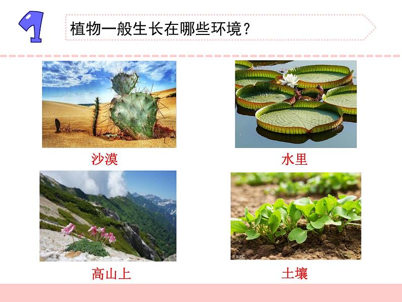 苏教版三年级下册科学7.水里的植物（课件+教案+素材+实验记录单03