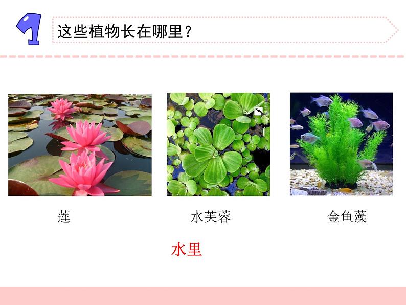 苏教版三年级下册科学7.水里的植物（课件+教案+素材+实验记录单04