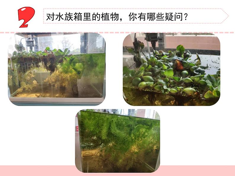 苏教版三年级下册科学7.水里的植物（课件+教案+素材+实验记录单07