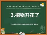 蘇教版三年級(jí)下冊(cè)科學(xué)3.植物開(kāi)花了（（第一課時(shí)）課件+教案+素材+實(shí)驗(yàn)記錄單