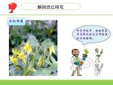 蘇教版三年級(jí)下冊(cè)科學(xué)3.植物開(kāi)花了（（第一課時(shí)）課件+教案+素材+實(shí)驗(yàn)記錄單
