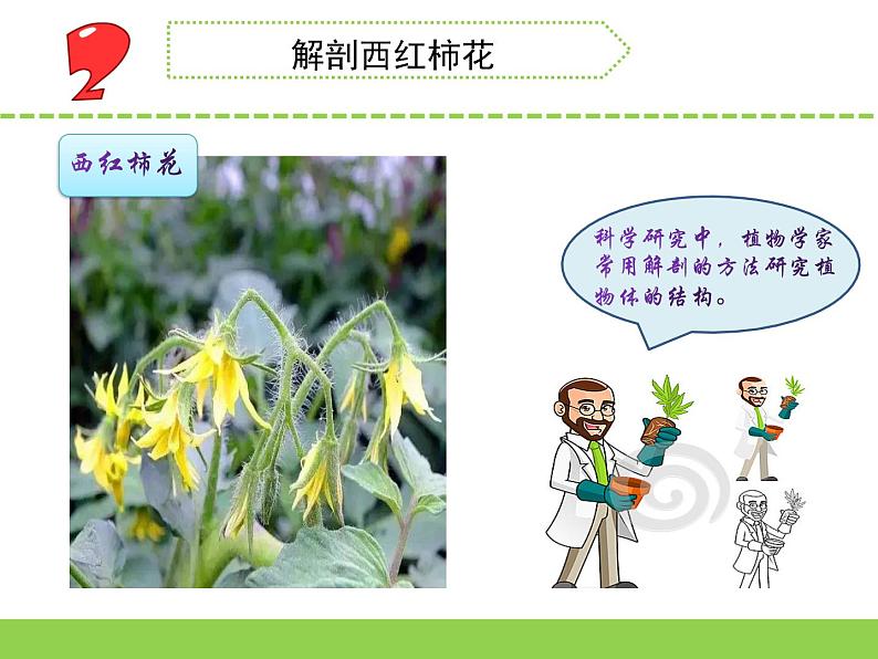 3.植物开花了（青州  崔桂娟）（第一课时）第3页