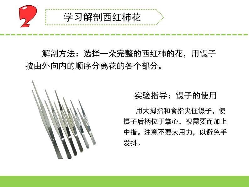 3.植物开花了（青州  崔桂娟）（第一课时）第4页