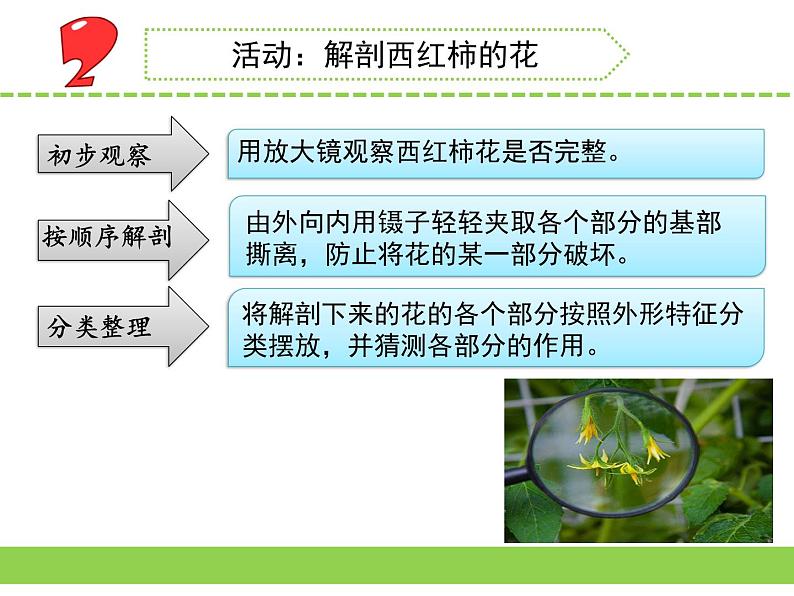 3.植物开花了（青州  崔桂娟）（第一课时）第5页