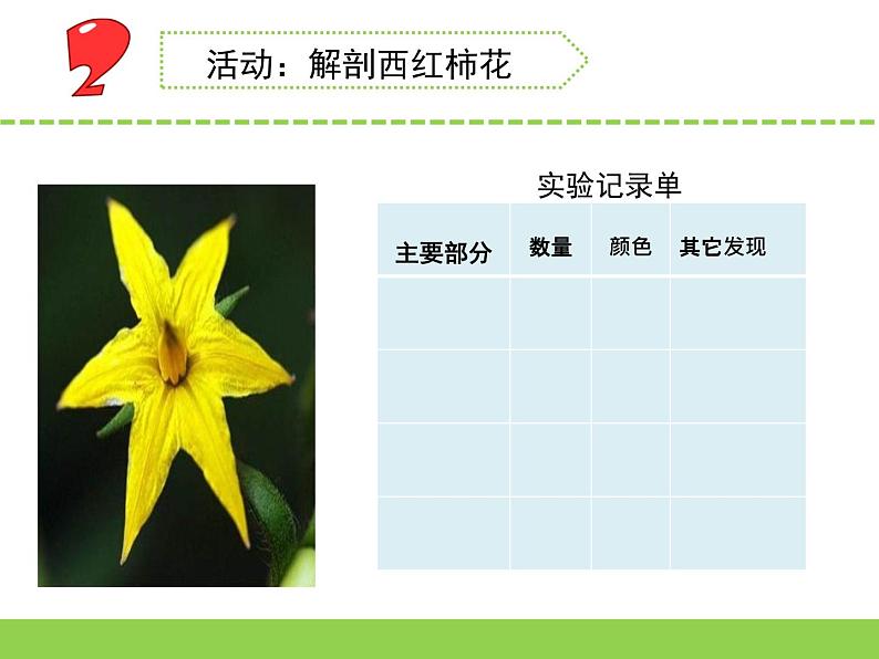3.植物开花了（青州  崔桂娟）（第一课时）第6页
