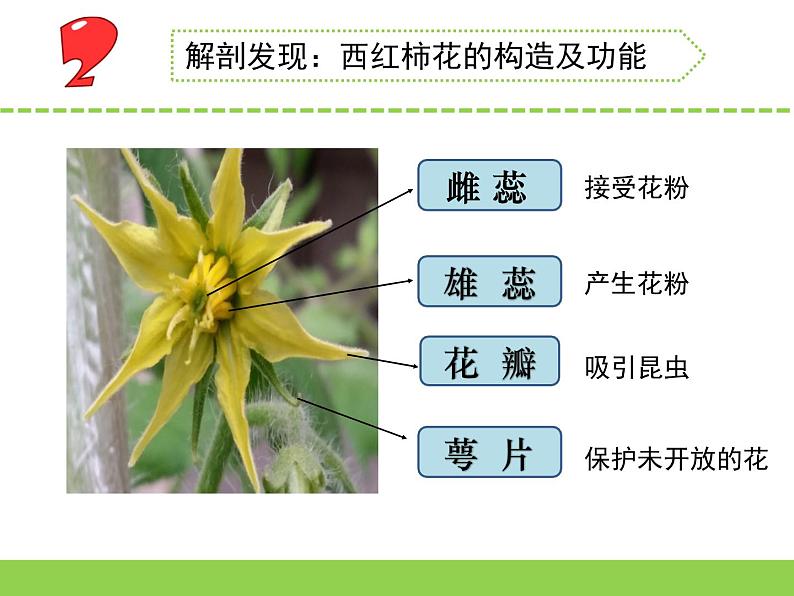 3.植物开花了（青州  崔桂娟）（第一课时）第8页