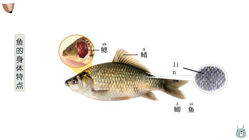 教科版科学一年级2.5《观察鱼》课件+教案+视频06