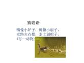 教科版（2017秋）一年级下册科学2.6 给动物分类（课件共11张PPT）