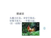 教科版（2017秋）一年级下册科学2.6 给动物分类（课件共11张PPT）