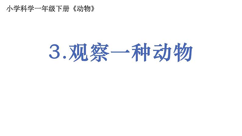 教科版（2017秋）一年级下册2.3 观察一种动物 (课件8张PPT)01