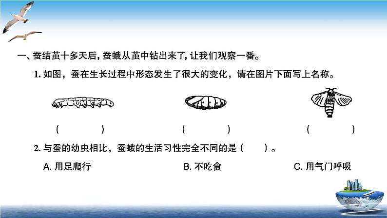 2020新教科版三年级下册科学第5课时茧中钻出了蚕蛾练习题课件第2页