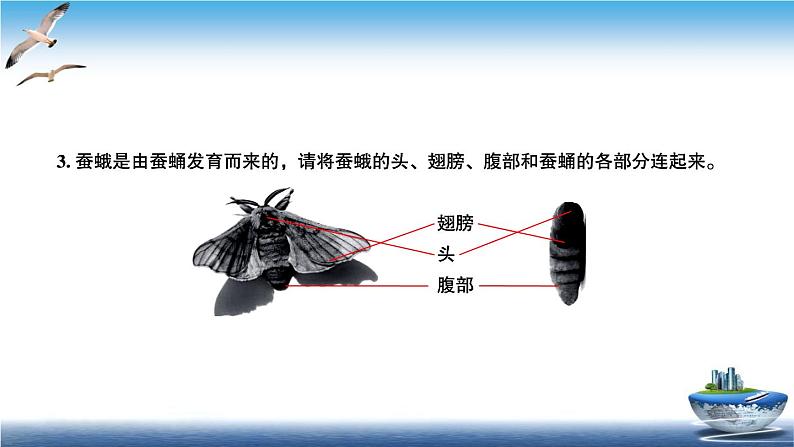 2020新教科版三年级下册科学第5课时茧中钻出了蚕蛾练习题课件第3页