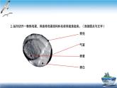 2020新教科版三年级下册科学第2课时认识其他动物的卵练习题课件（10张PPT） 试卷