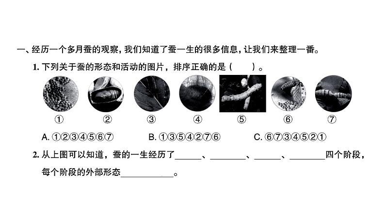 教科版（2017秋） 三年级下册2.6蚕的一生   训练（课件9ppt） 练习02