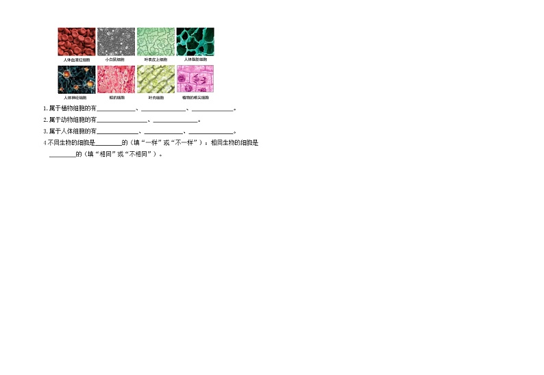 苏教版五年级下册科学期末试卷5（含答案）第3页