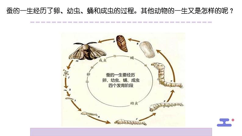 教科版科学三年级2.8《动物的一生》课件+教案+视频02