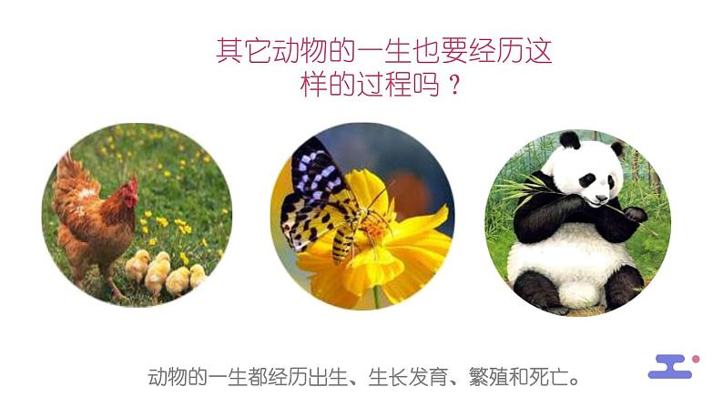 教科版科学三年级2.8《动物的一生》课件+教案+视频03