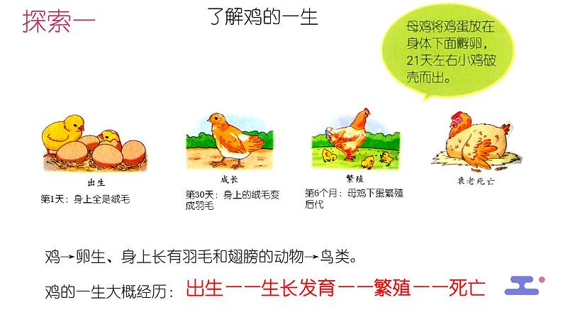 教科版科学三年级2.8《动物的一生》课件+教案+视频05