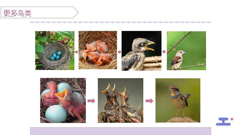 教科版科学三年级2.8《动物的一生》课件+教案+视频06
