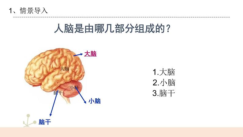 3.2《大脑的作用》课件第4页