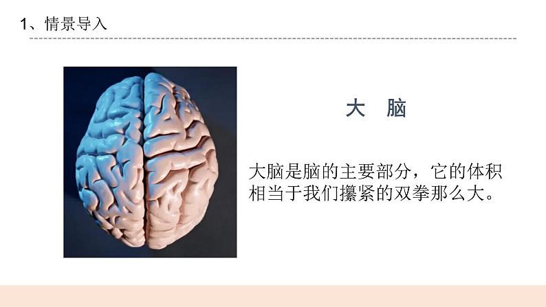 3.2《大脑的作用》课件第5页