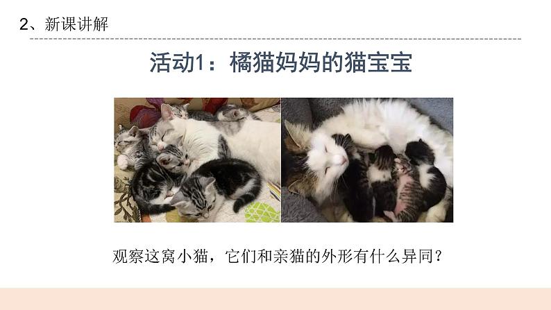 4.3《生物的变异现象》课件第4页