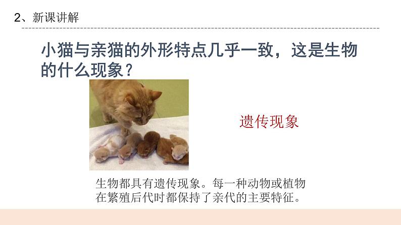 4.3《生物的变异现象》课件第6页