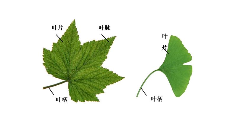 科技社团第16课《植物的叶之叶脉书签》第3页