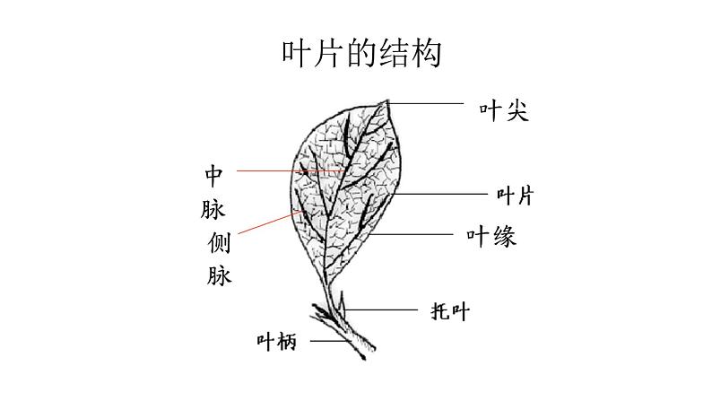 科技社团第16课《植物的叶之叶脉书签》第4页