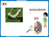 三年级下册科学《认识其他动物的卵》（课件+教案+课后反思）