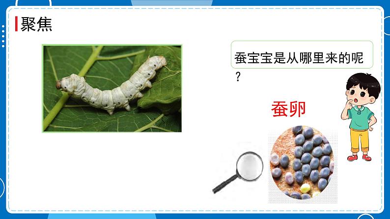 《认识其他动物的卵》课件第2页