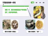 三年级下册科学《认识其他动物的卵》（课件+教案+课后反思）