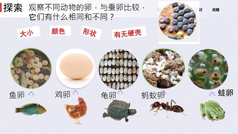 《认识其他动物的卵》课件第4页