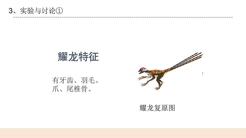 4.4《生物进化的证据》课件第8页