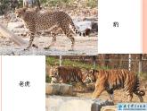《给动物分类》教学课件