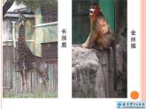 《给动物分类》教学课件