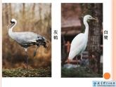 《给动物分类》教学课件