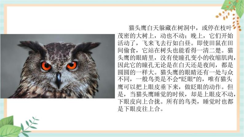 1.动物的眼睛 课件PPT07