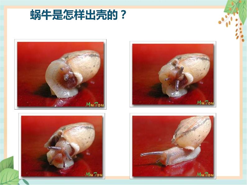 4观察蜗牛课件 课件PPT08