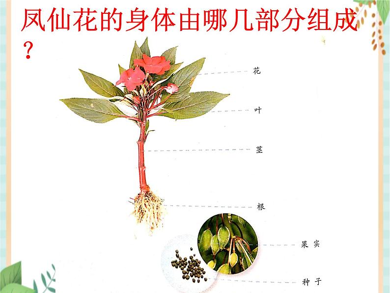 1植物的根 课件PPT02