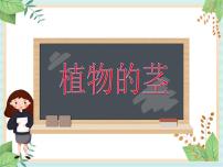 青岛版 (五四制2017)三年级上册第一单元 植物的“身体”2 植物的茎课文内容ppt课件